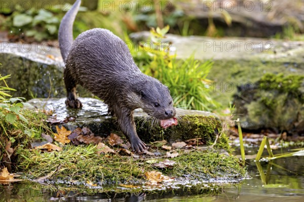 An otter on the shore with autumn leaves surrounded by mossy surroundings, An otter on the shore (Lutra Lutra)