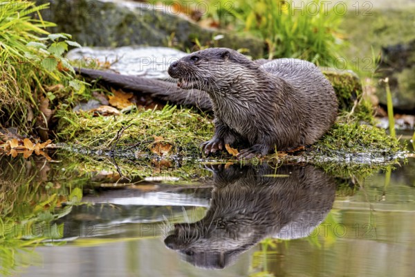 Otter sits attentively on the shore, reflections visible in the water, An otter on the shore (Lutra Lutra)