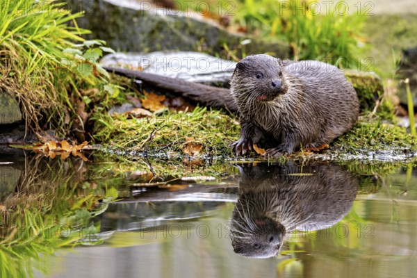 Otter observes the area on the shore, reflected in the water, An otter on the shore (Lutra Lutra)
