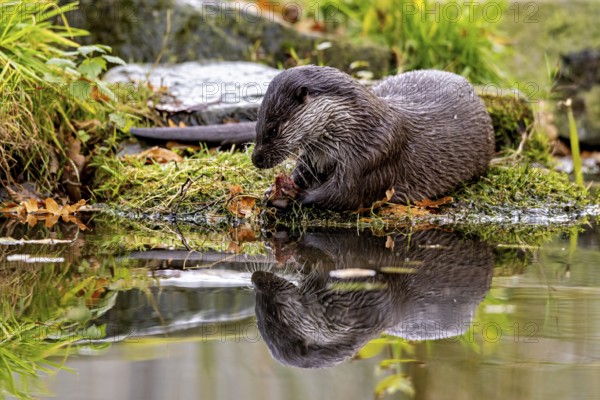 Otter looks at the water, is reflected in it, An otter on the shore (Lutra Lutra)