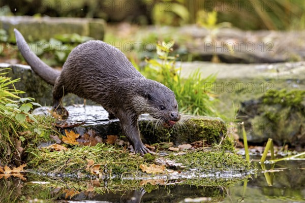 An otter walks along the moss-covered shore surrounded by autumn leaves, An otter on the shore (Lutra Lutra)