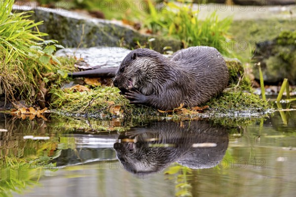 An otter resting on moss at the pond, reflecting in the water, an otter on the shore (Lutra Lutra)