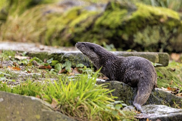 An otter climbs a moss-covered slope surrounded by stones and greenery, An otter on the shore (Lutra Lutra)