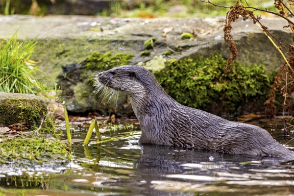 An otter swims in water surrounded by moss-covered stones, An otter on the shore (Lutra Lutra)