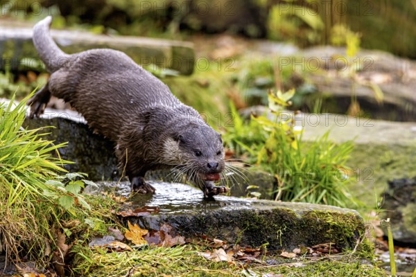 An otter jumps over rocks in a water-rich area, an otter on the shore (Lutra Lutra)