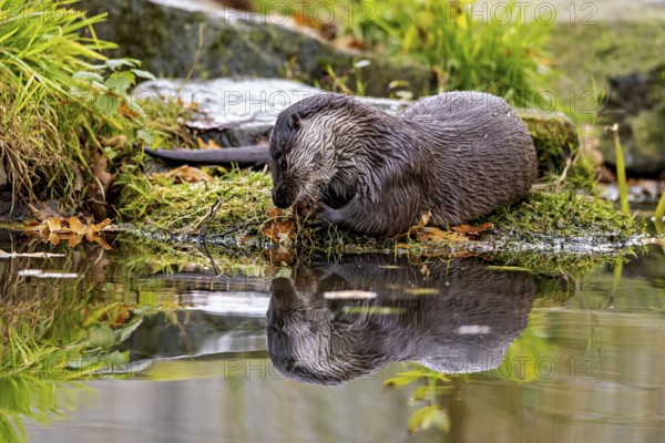 Otter lying by the water with a reflection of his silhouette, An otter on the shore (Lutra Lutra)