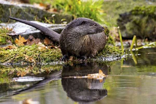 An otter sits on the shore and is reflected in the water, surrounded by autumn leaves, An otter on the shore (Lutra Lutra)