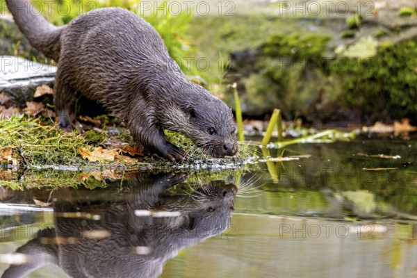 An otter inspecting the water, reflection visible, surrounded by nature, an otter on the shore (Lutra Lutra)