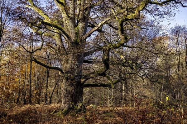 An imposing tree with widely branched branches in an autumnal forest, The old oaks of the Reinhardswald jungle near Hofgeismar
