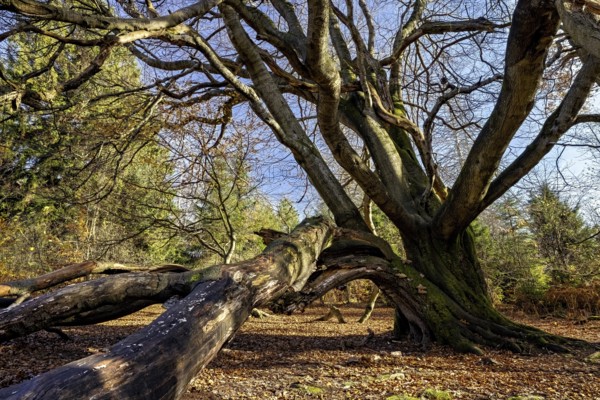A huge tree with branched branches in the forest, sun rays illuminate the autumn leaves, The beech tree in the Reinhardswald jungle near Hofgeismar