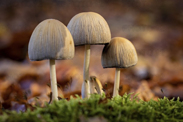 Three mushrooms in lush moss surrounded by blurred leaves in autumn, The common mica tintling (Coprinellus micaceus) on the forest floor of Reinhardswald in Hesse