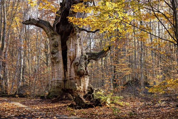 Old tree with sprawling branches in autumn forest, surrounded by colorful foliage, The old oaks of the Reinhardswald jungle near Hofgeismar