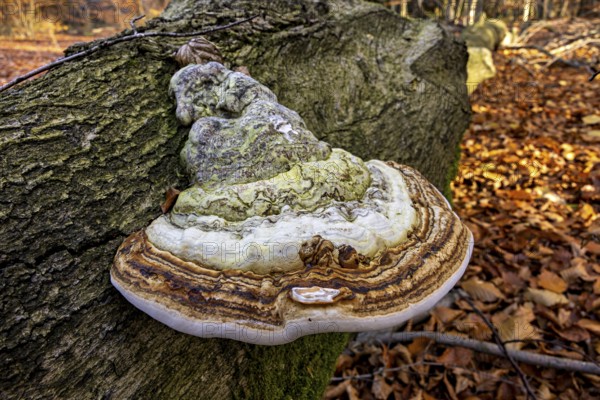 A large mushroom grows on a tree trunk in autumn forest with moss and autumn leaves, the tinder sponge (Fomes fomentarius) on a tree trunk of the Reinhardswald in Hesse