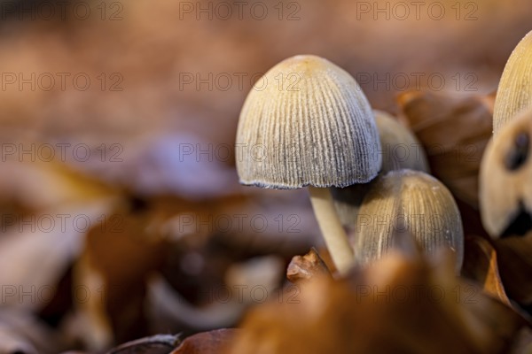 Close-up of mushrooms in autumn leaves, warm colors, autumnal atmosphere, The common glimmertintling (Coprinellus micaceus) on the forest floor of Reinhardswald in Hesse