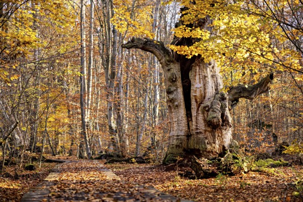 Large tree in autumn forest, surrounded by colorful leaves, next to a wooden walkway, The old oaks of the Reinhardswald jungle near Hofgeismar