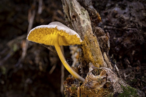 A mushroom with yellow details grows from a tree trunk in the forest, the mouse tail ruebling (Baeospora myosura) on a tree trunk of the Reinhardswald in Hesse