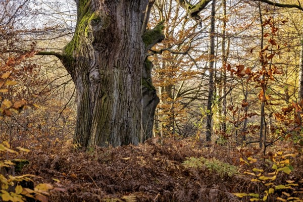 An old tree stands in autumn forest, surrounded by dry leaves and moss, The old oaks of the Reinhardswald jungle near Hofgeismar