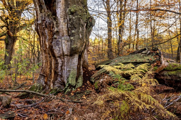 A massive old tree with ferns in autumn forest, surrounded by leaves, The old oaks of the Reinhardswald jungle near Hofgeismar