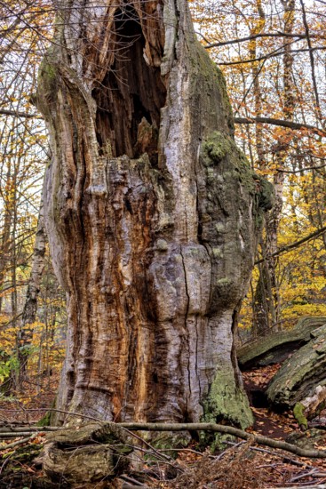 A hollow, old tree trunk with moss surrounded by colorful autumn leaves, The old oaks of the Reinhardswald jungle near Hofgeismar