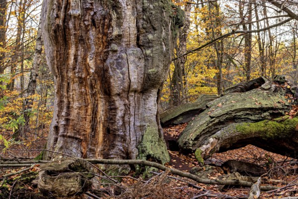 Massive old tree trunk with moss in an autumnal forest full of leaves, The old oaks of the Reinhardswald jungle near Hofgeismar