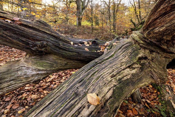 Stretched tree trunk in autumn forest, surrounded by yellow leaves and a quiet atmosphere, The dead wood in the Reinhardswald jungle near Hofgeismar