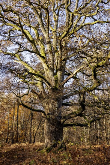 A large, branched tree in an autumnal forest, The old oaks of the Reinhardswald jungle near Hofgeismar