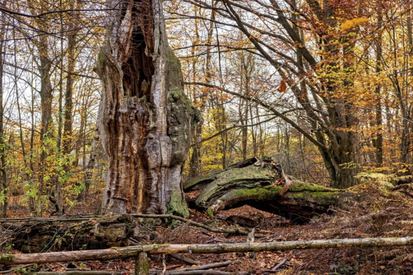 An impressive tree in autumn forest, next to a fallen trunk, The old oaks of the Reinhardswald jungle near Hofgeismar