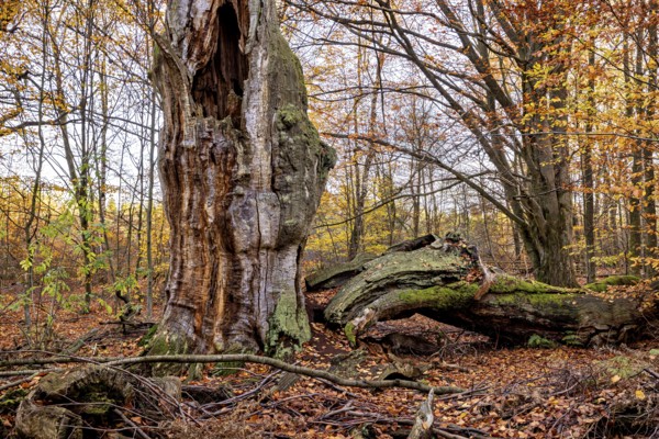 A weathered tree trunk next to a fallen tree in autumn forest, The old oaks of the Reinhardswald jungle near Hofgeismar