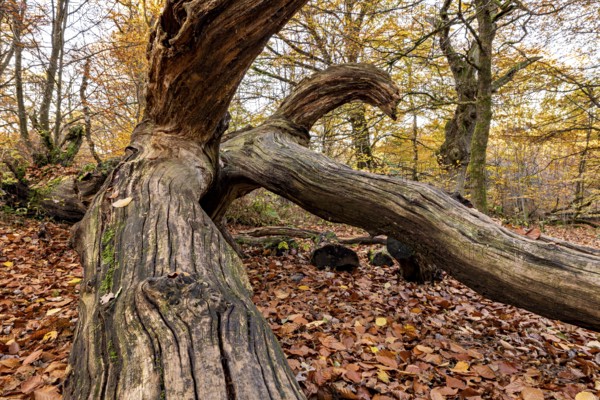 Weathered tree trunk in autumn forest, surrounded by colorful leaves and a relaxed forest atmosphere, The dead wood in the Reinhardswald jungle near Hofgeismar