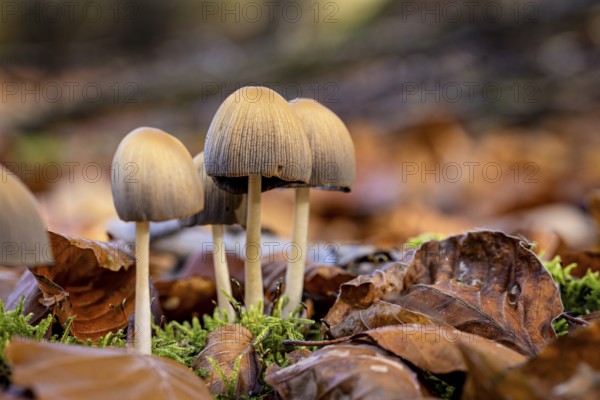 Several mushrooms grow in green moss between brown autumn leaves, the common mica tintling (Coprinellus micaceus) on the forest floor of Reinhardswald in Hesse