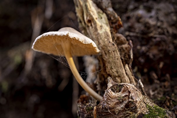 A single mushroom grows from a tree trunk in a dark forest, the mouse tail (Baeospora myosura) on a tree trunk of the Reinhardswald in Hesse