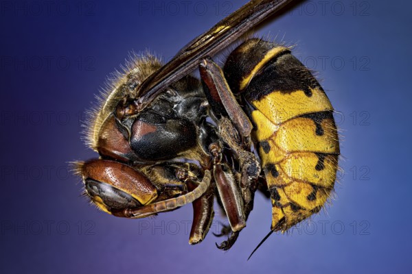 Macro shot of a wasp with clear details against a blue background, The Hornet or European Hornet (Vespa crabro)
