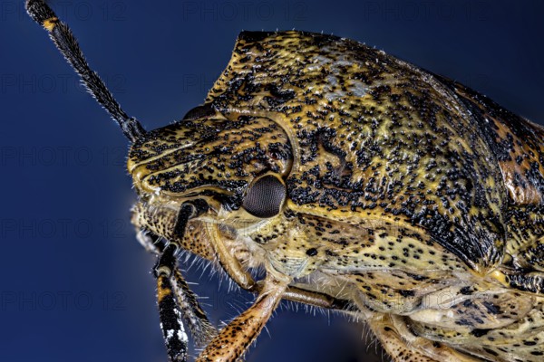 Macro image of an insect with complex patterns and textures on a blue background, portrait of a gray garden bug (Rhaphigaster nebulosa)