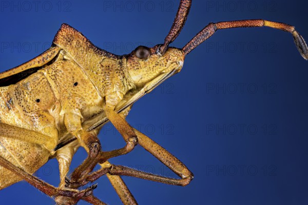 Close-up of a brown insect against a blue background with long antennae, portrait of a border bug or leather bug (Coreidae)