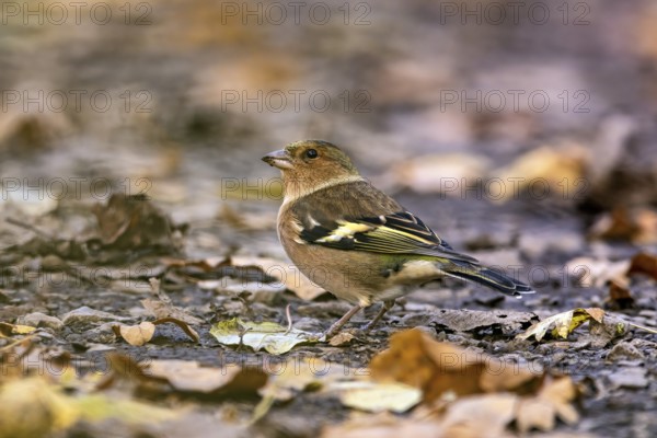 A small bird sits on the autumnal ground surrounded by colorful leaves, The chaffinch on the forest floor in Reinhardswald Hesse (Fringilla coelebs)