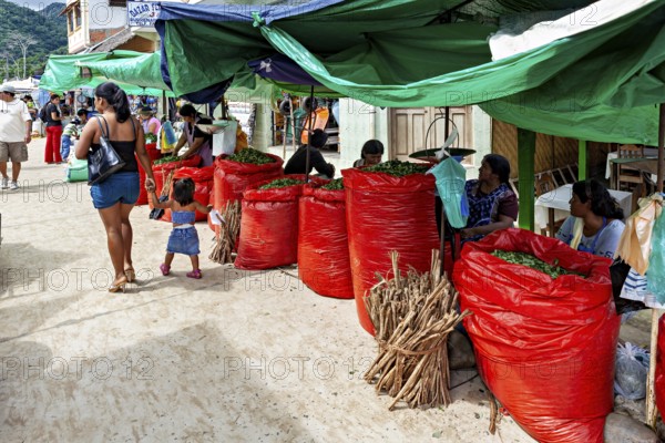 Lively market scene in a tropical village with woman selling goods in big red bags selling coca leaves at the Rurrenabaque market in the Amazon jungle in Bolivia