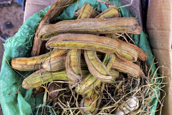 A bunch of dried beans in a green wrap on a natural background, The fruits of the ice cream bean tree (Inga edulis or Inga feuilleei)