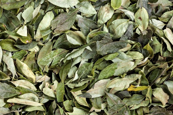 Close-up of green leaves showing natural texture and detail, selling coca leaves at the Rurrenabaque market in the Amazon jungle in Bolivia