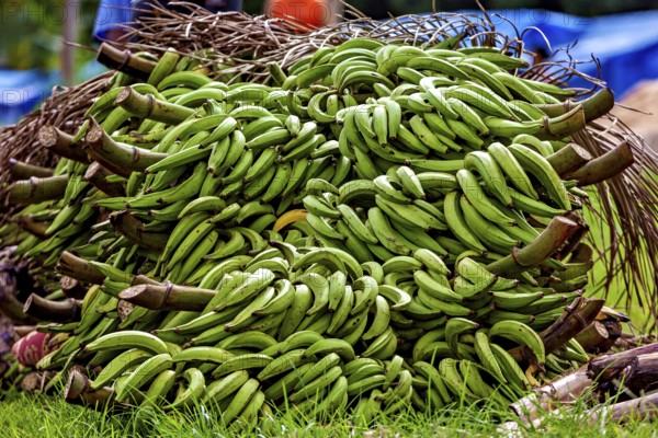 Lush green banana trees lie on grass in rural surroundings, green bananas at the Rurrenabaque market in the Amazon jungle in Bolivia