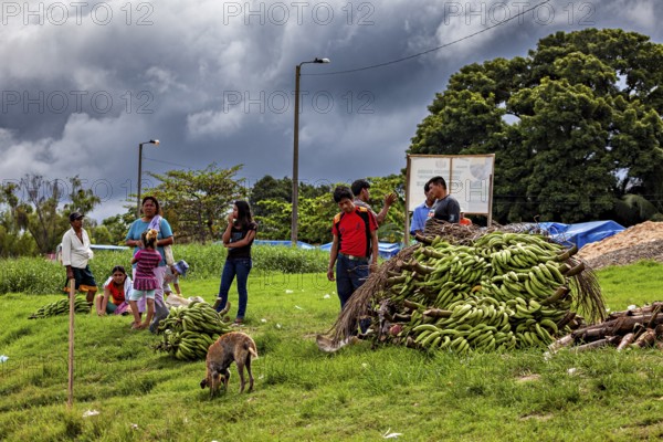 Group of people with dogs next to piles of bananas under threatening skies in a field, The Rurrenabaque market in the Amazon jungle rainforest in Bolivia