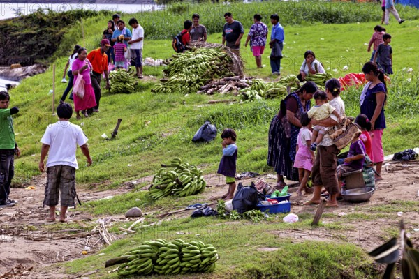 People gather in a meadow full of bananas, the atmosphere seems lively and social, The Rurrenabaque market in the Amazon jungle rainforest in Bolivia