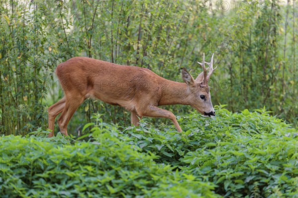 A roe buck (Capreolus capreolus) crosses a nettle thicket. Bavaria, Germany