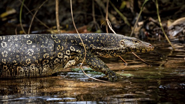 Side view of a monitor in water surrounded by branches and natural light, The bandaged monitor in the swamps near Sigiriya in Sri Lanka (Varanus salvator)