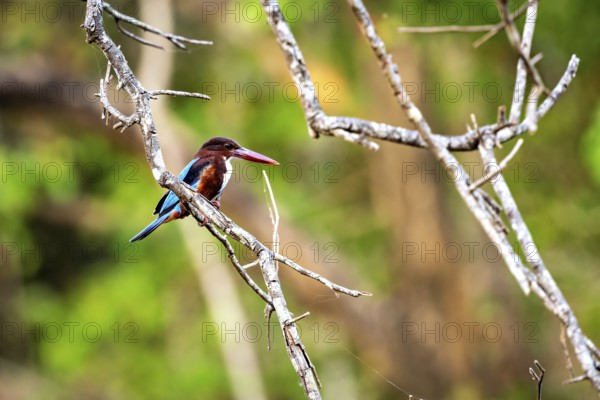 Kingfisher sits on a branch surrounded by green forest, warm sunlight gives the scene liveliness, The Brown Reed near Sigiriya in Sri Lanka (Halcyon Smyrnensis)