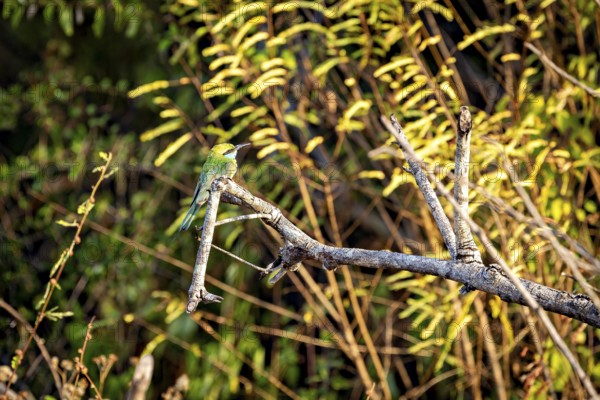 A green bird sits on a branch surrounded by yellow foliage in a forest, the Asian green bee-eater (Merops orientalis)