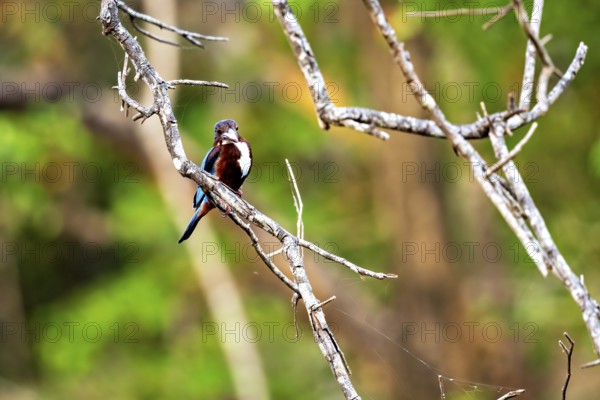 Kingfisher on a branch in a forest with a blurred background that creates a relaxed atmosphere, The brown fish near Sigiriya in Sri Lanka (Halcyon smyrnensis)