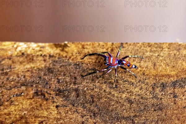 A colorful spider crawls on a wooden board surface in a close-up view, The jumping spider Chrysilla volupe near Sigiriya in Sri Lanka (Chrysilla volupe)