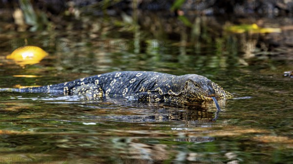 Monitor swims in calm water surrounded by natural elements and reflected light, The bandaged monitor in the swamps near Sigiriya in Sri Lanka (Varanus salvator)