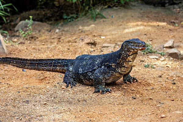 The monitor rests on dry soil, in a natural environment with stones and vegetation, The bandaid monitor in the swamps near Sigiriya in Sri Lanka (Varanus salvator)