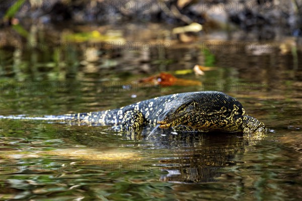 A monitor crosses still water surrounded by grasses and reflecting sun rays, The banded monitor in the swamps near Sigiriya in Sri Lanka (Varanus salvator)